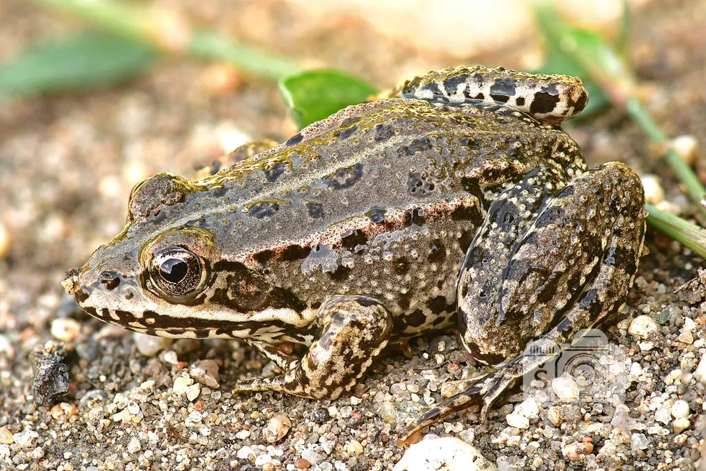 20393 tarantula molting