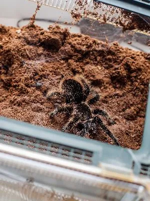 20394 curly hair tarantula enclosure