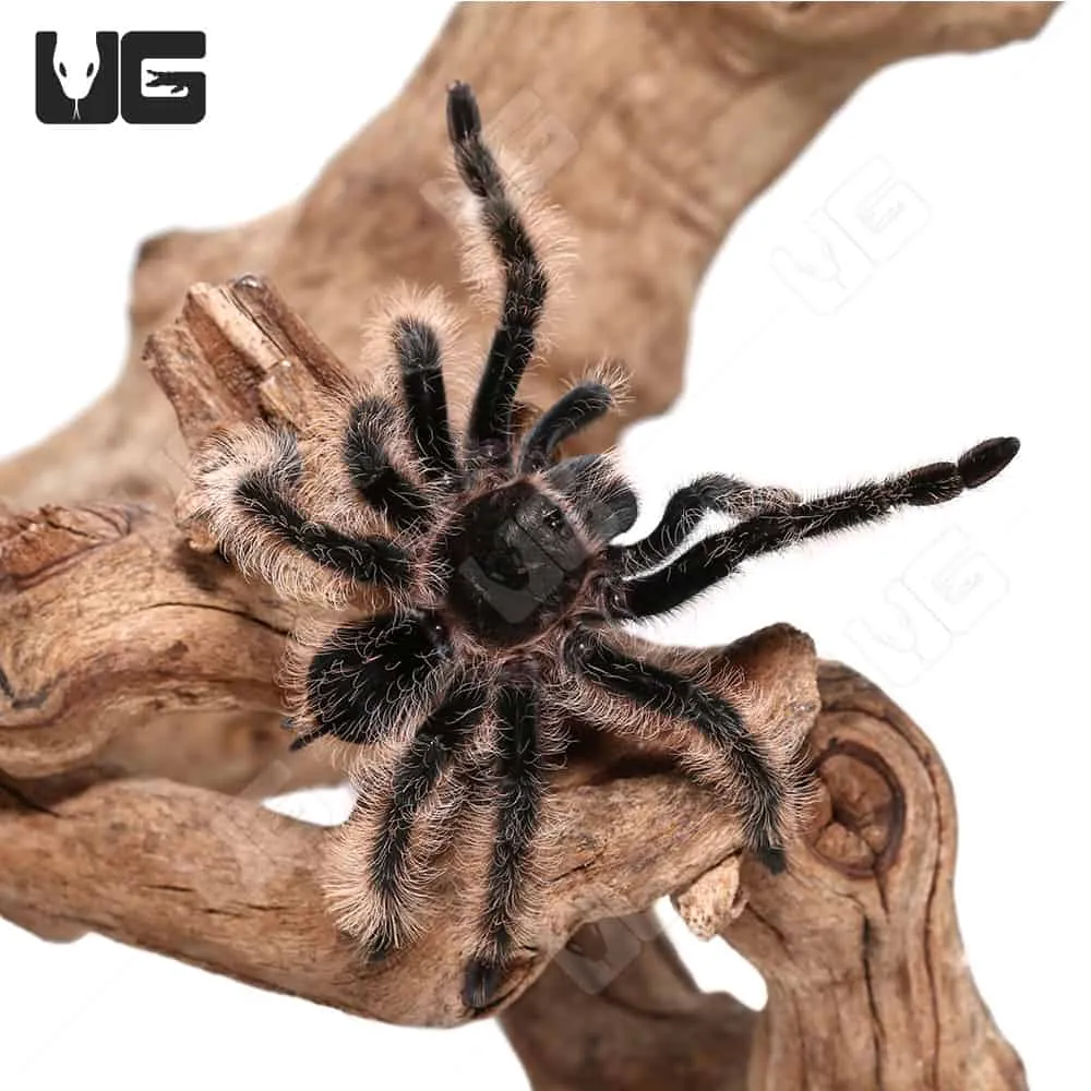 20395 curly hair tarantula feeding