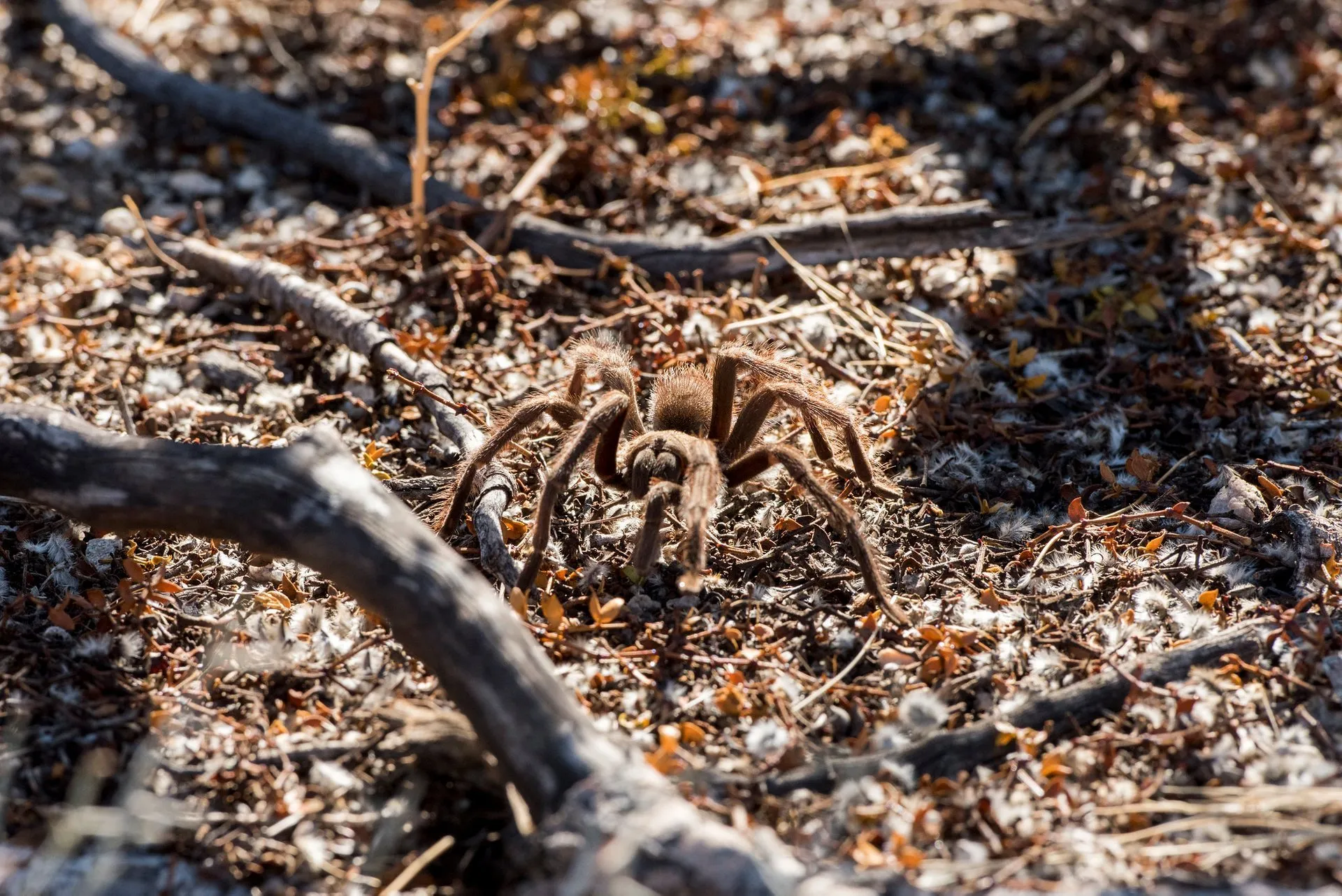 /img/20396-tarantula-habitat-conservation.webp
