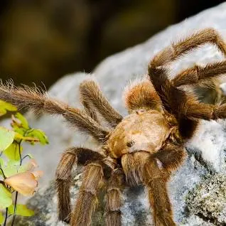 20396 tarantula photo techniques