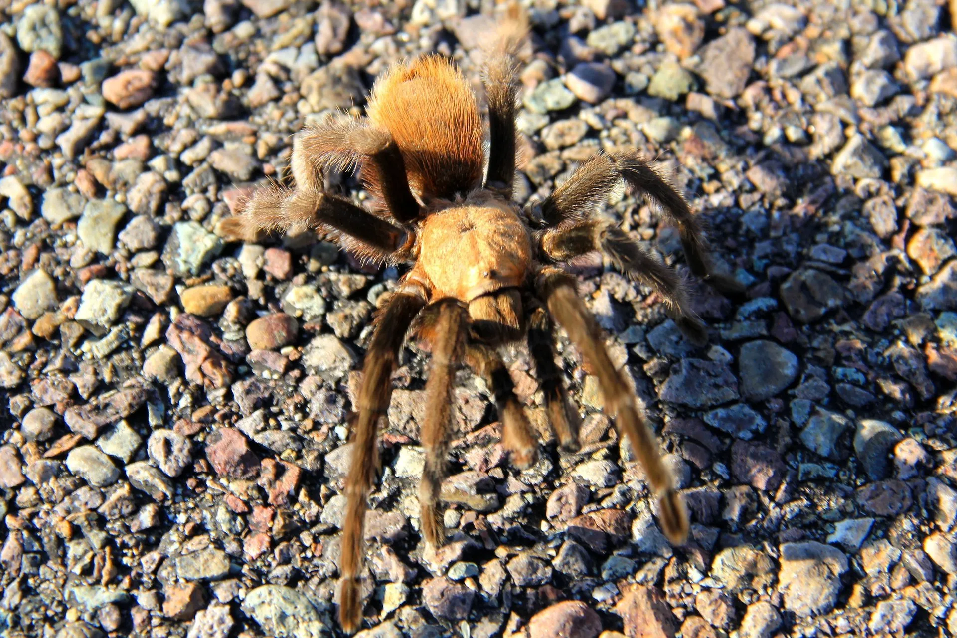 20396 texas tarantula migration overview