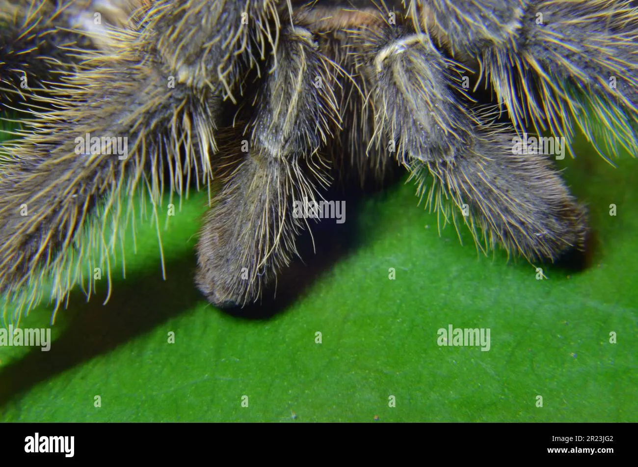 /img/20400-tarantula-injured-leg.webp