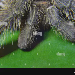 /img/20400-tarantula-injured-leg.webp