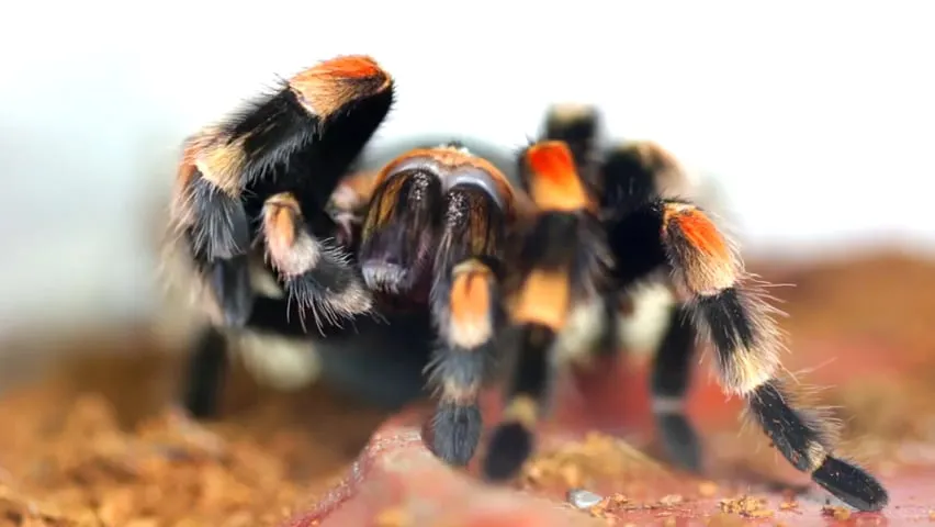 20400 tarantula molting