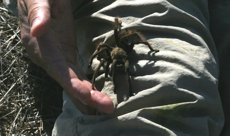 20400 tarantula walking