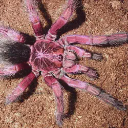 /img/20401-mexican-pink-tarantula-online-kaufen.webp