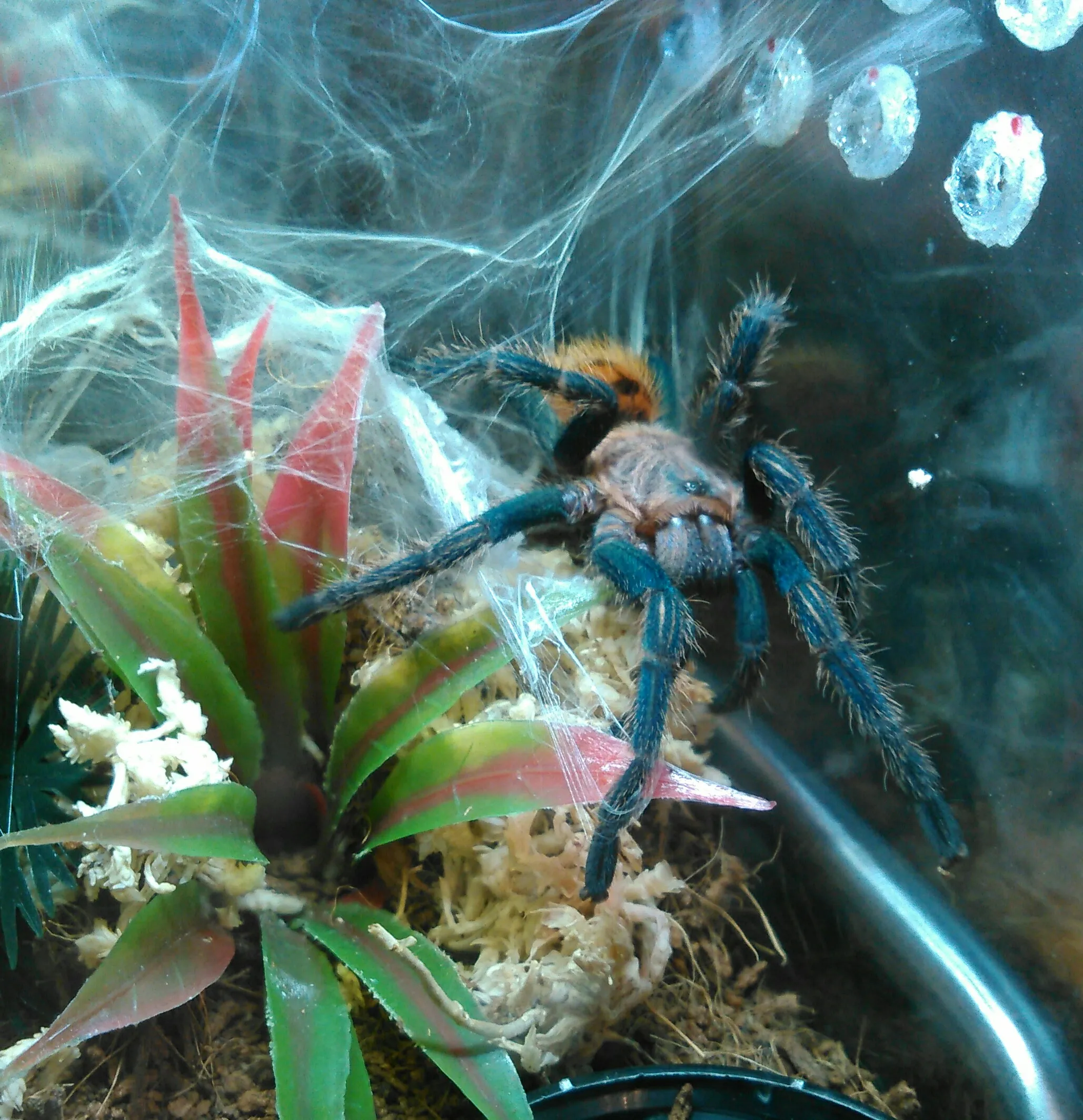 20402 gbb tarantula beautiful
