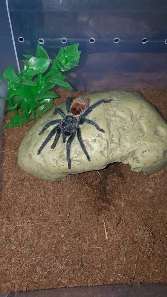 /img/20402-gbb-tarantula-breeding.webp