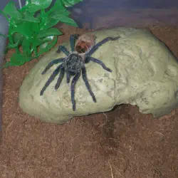 /img/20402-gbb-tarantula-breeding.webp
