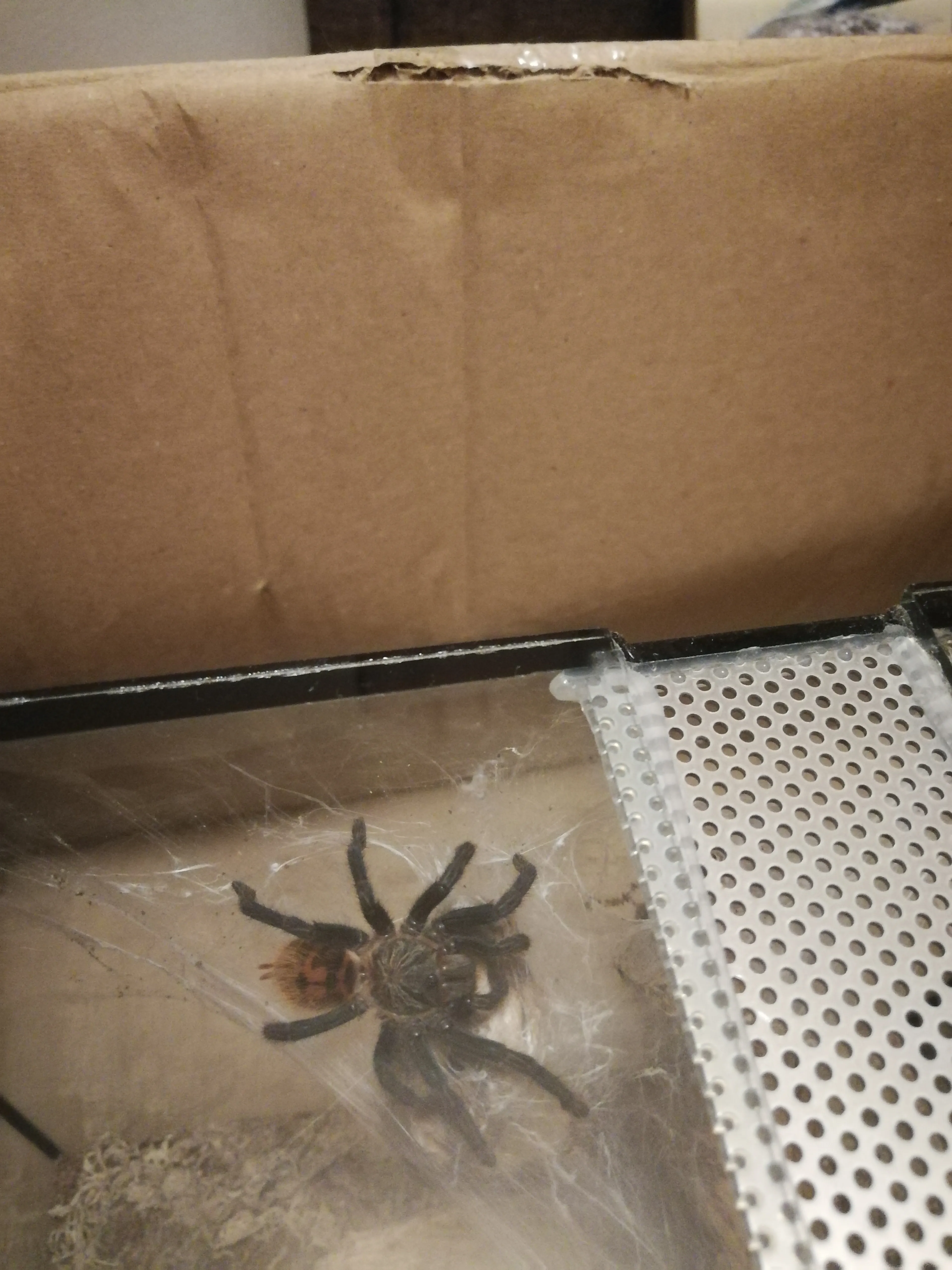 20402 gbb tarantula eggs