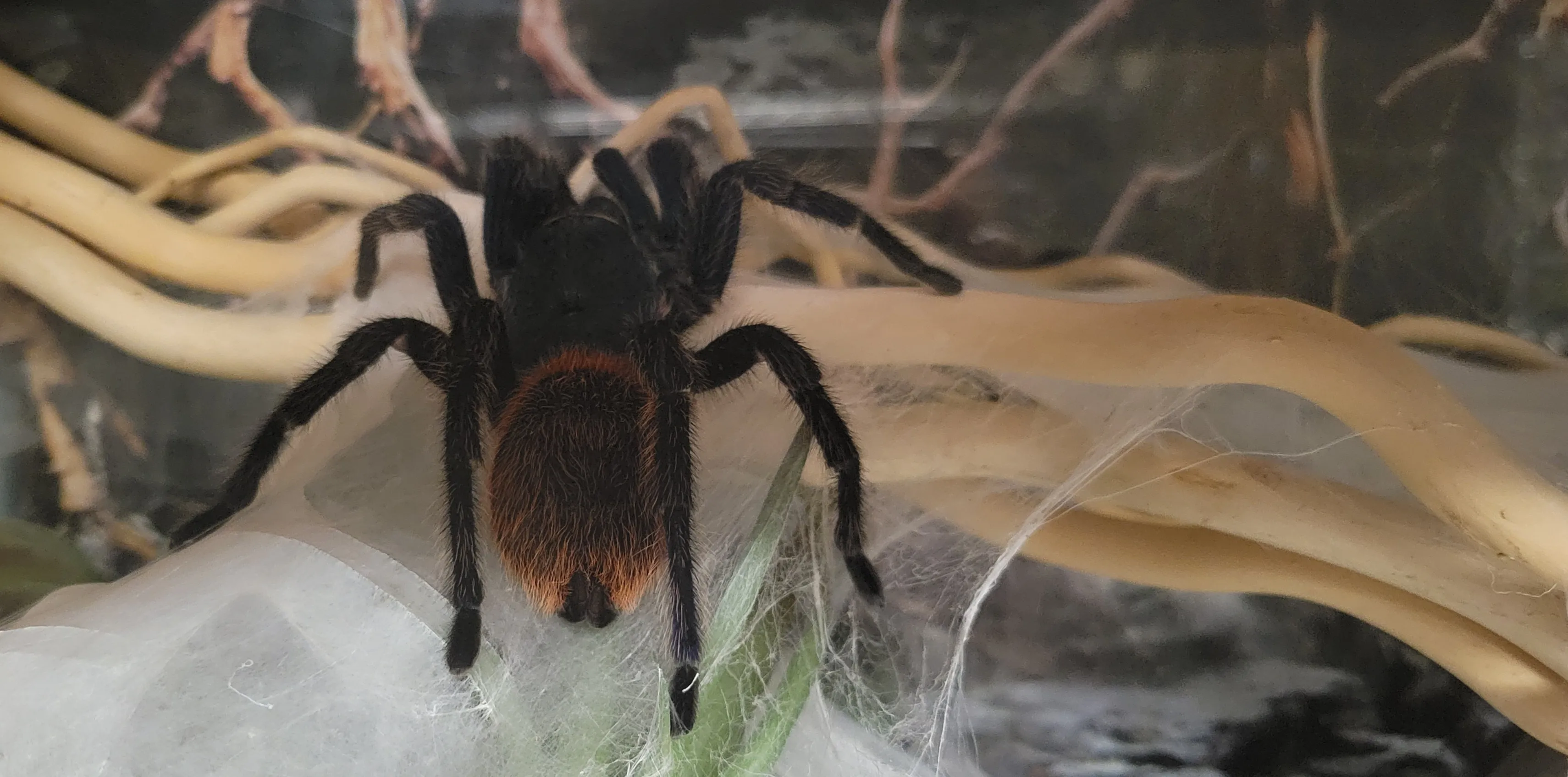 20402 gbb tarantula feeding