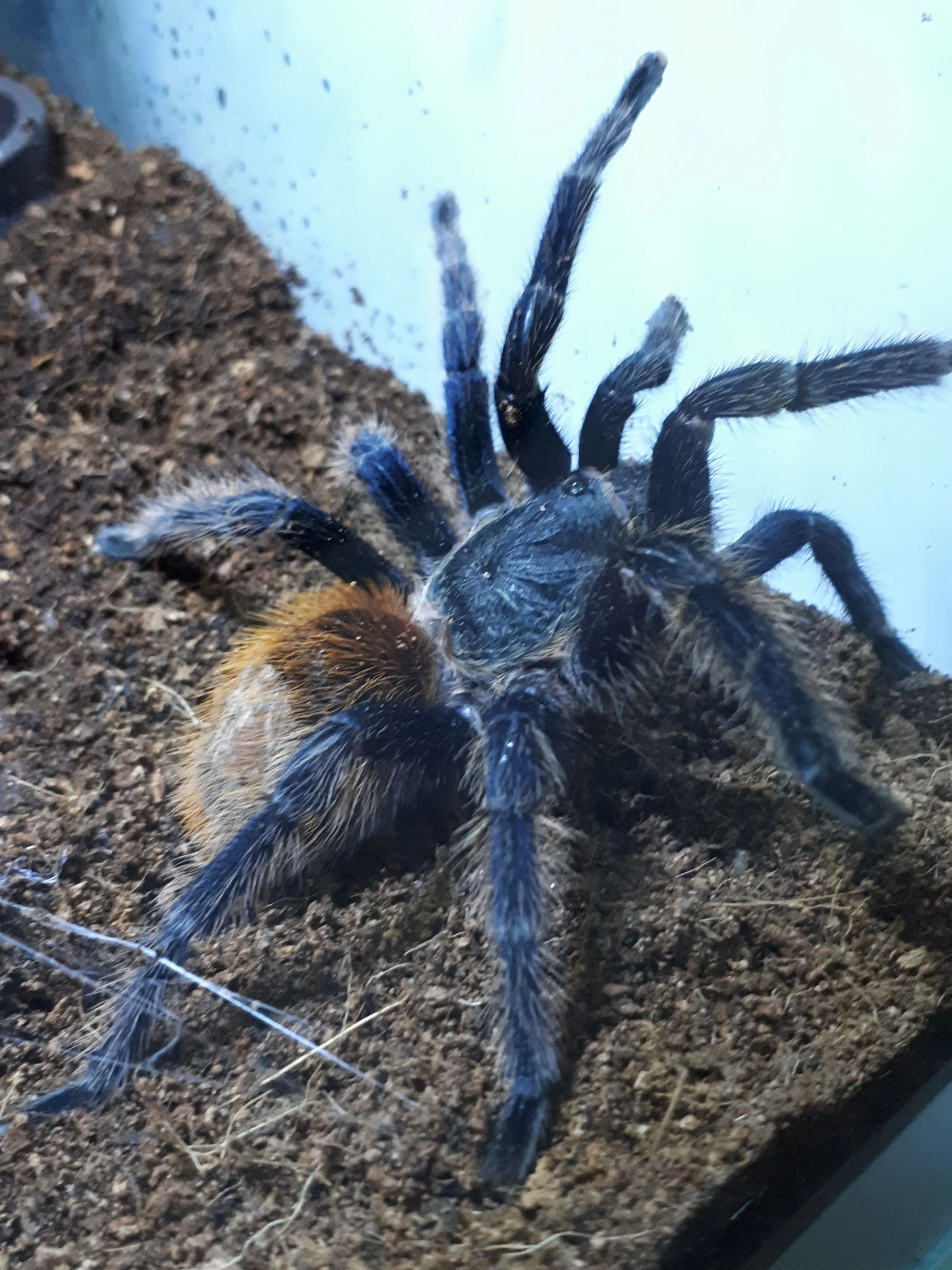 20402 gbb tarantula habitat