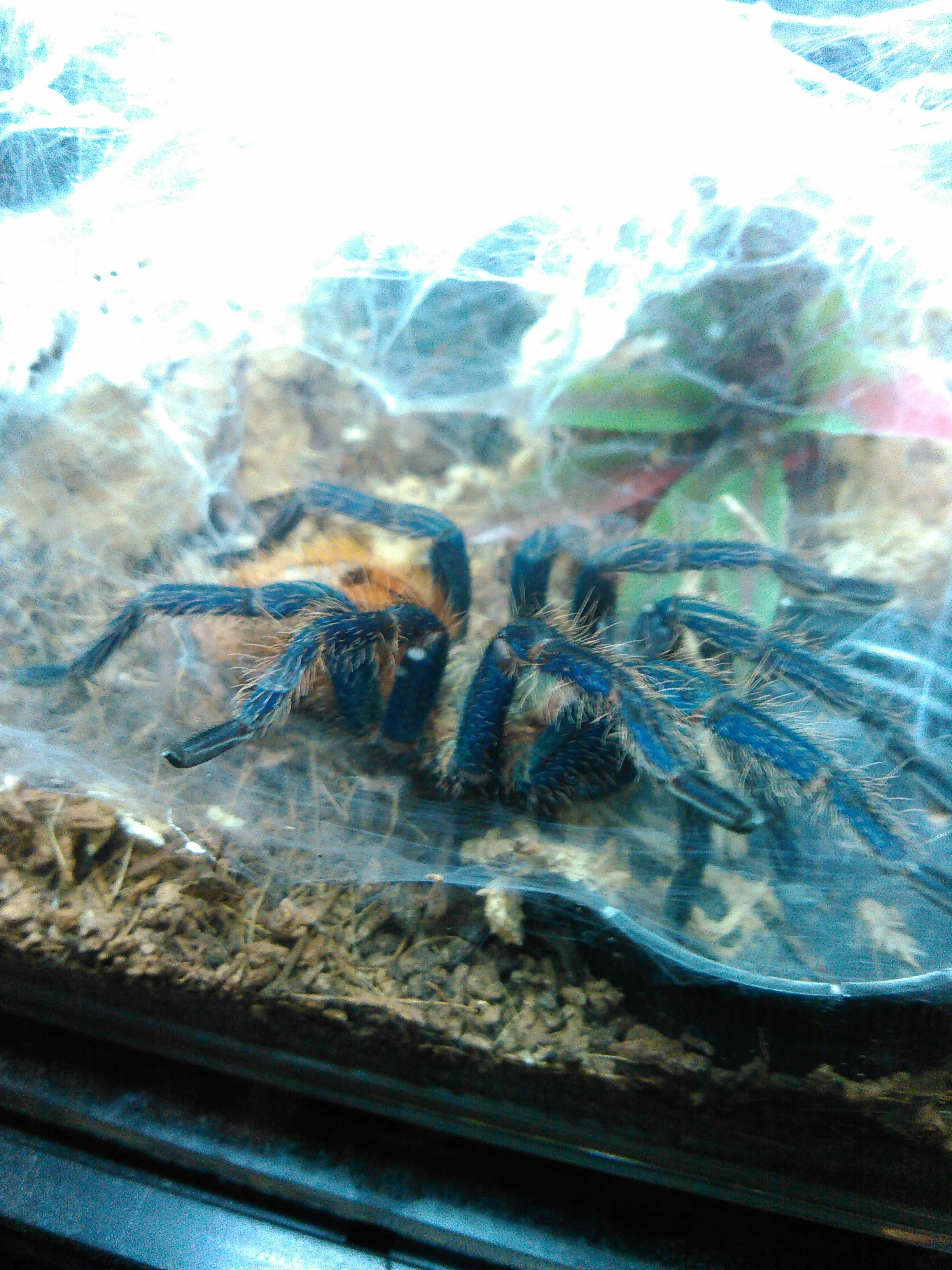 20402 gbb tarantula handling