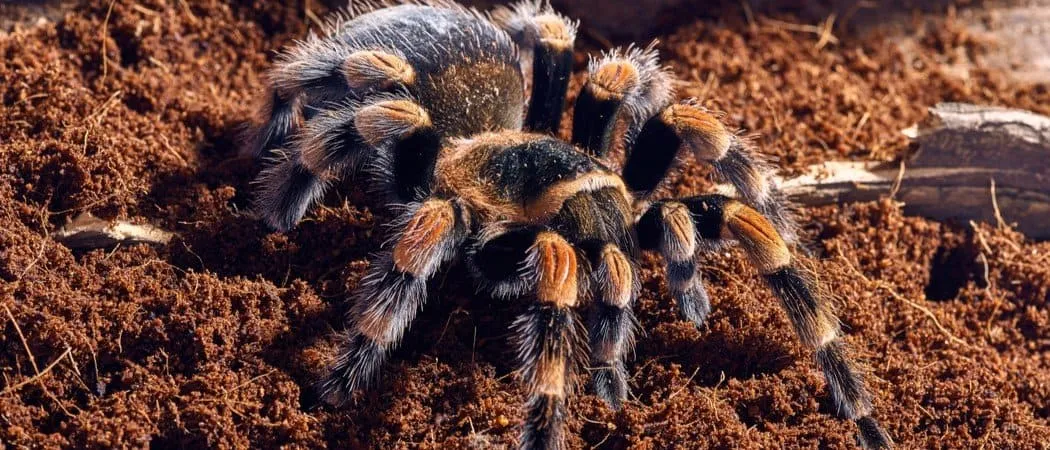 20407 red knee tarantula feeding