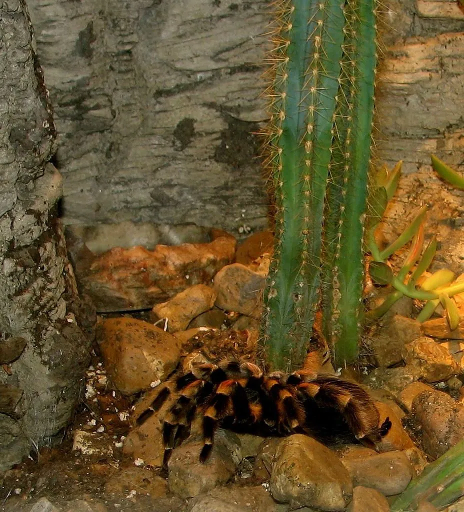 20407 red knee tarantula handling