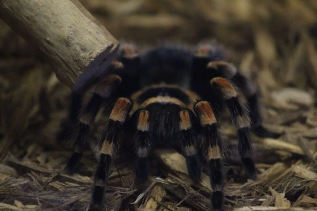 20407 red knee tarantula lifespan