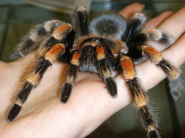 /img/20407-red-knee-tarantula-substrate.webp