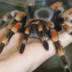 /img/20407-red-knee-tarantula-substrate.webp