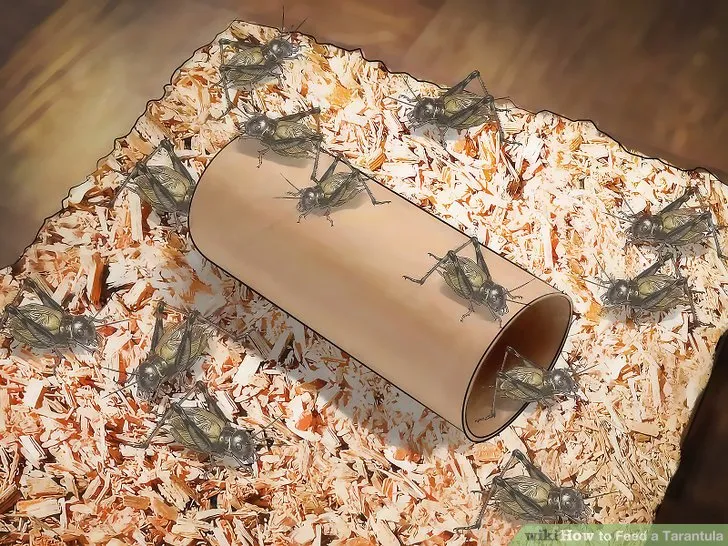 20409 crickets for tarantula