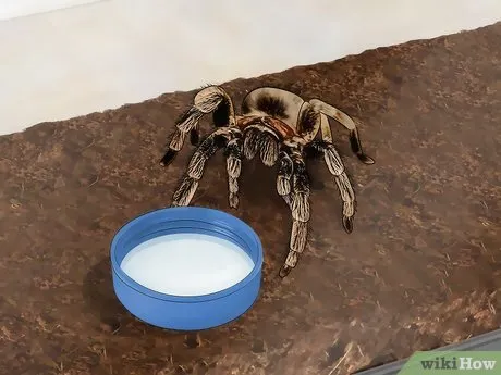 20409 large tarantula