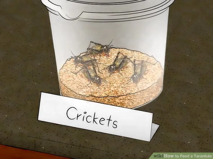 20409 mealworms tarantula