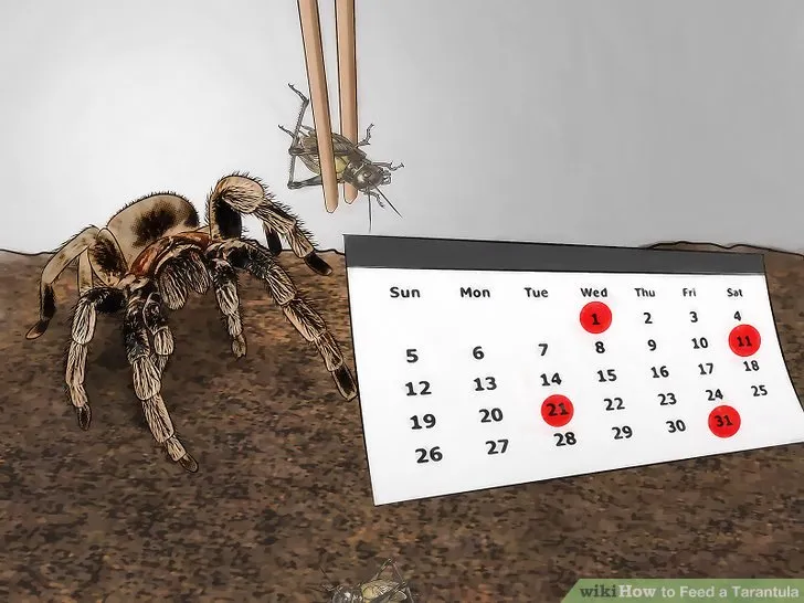 20409 roaches for tarantula