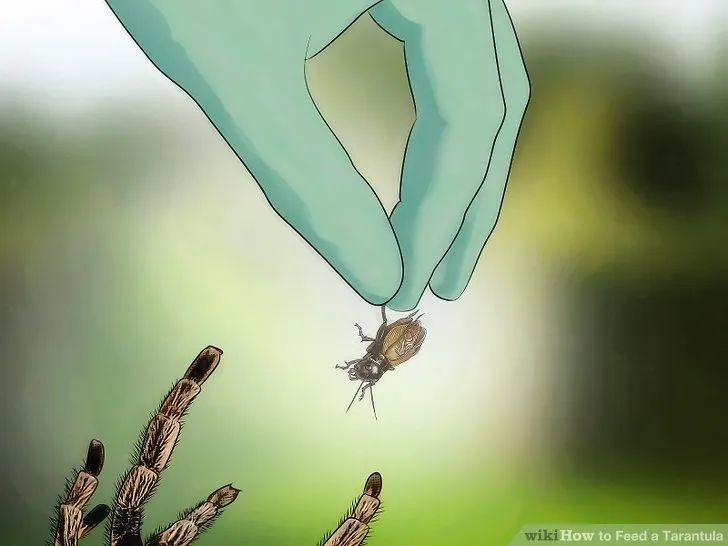 20409 small tarantula