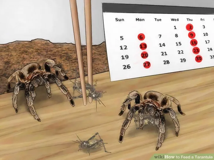 20409 tarantula eating