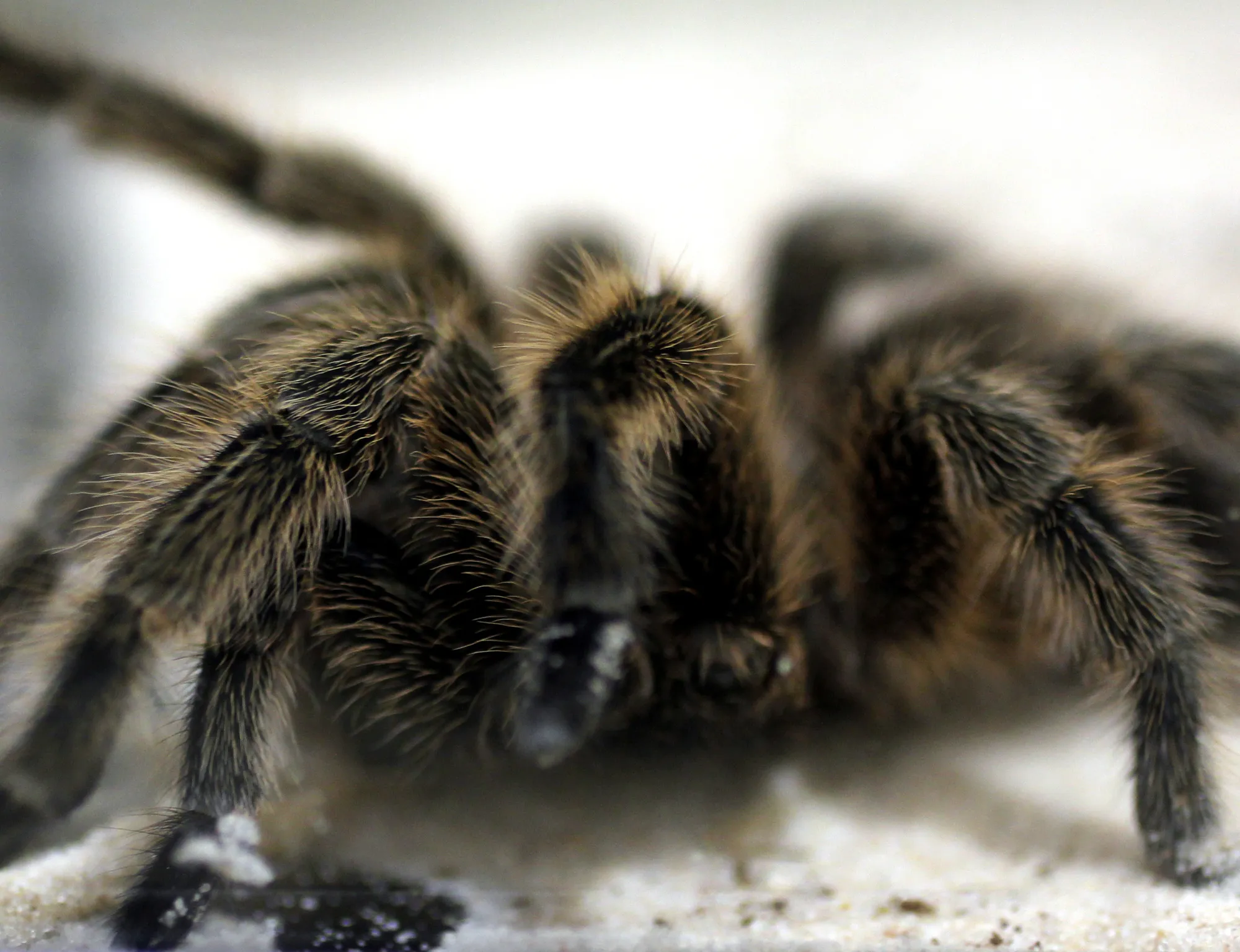 20410 tarantula birth environment