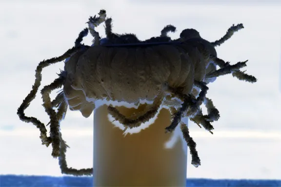 20410 tarantula birth incubation