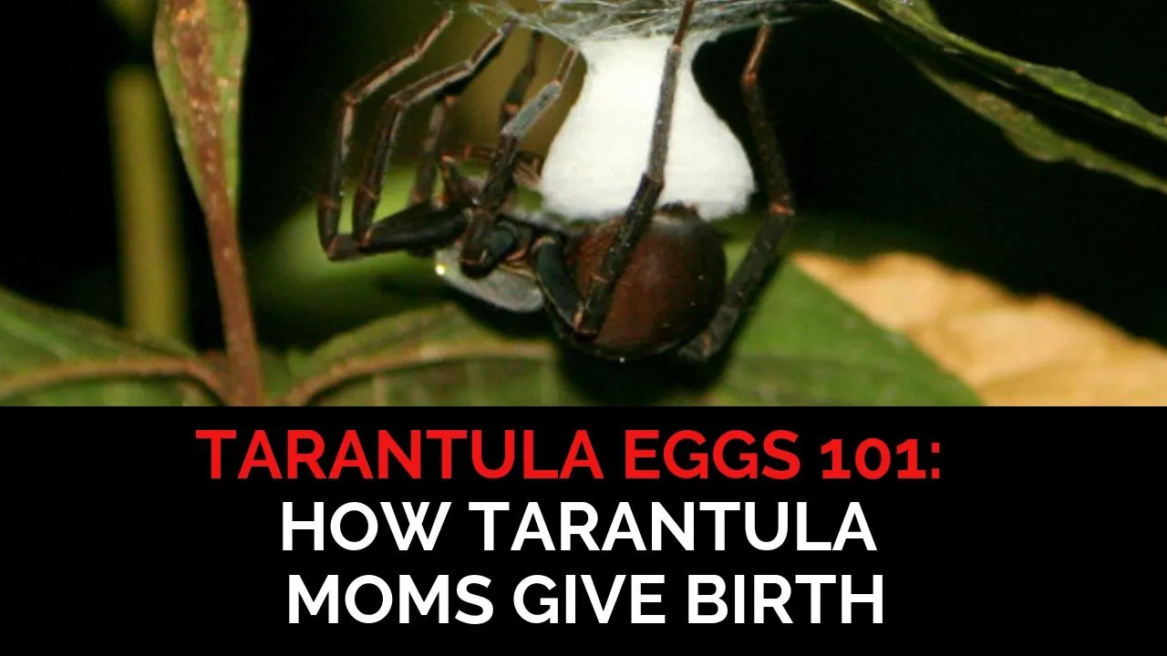 20410 tarantula birth mating