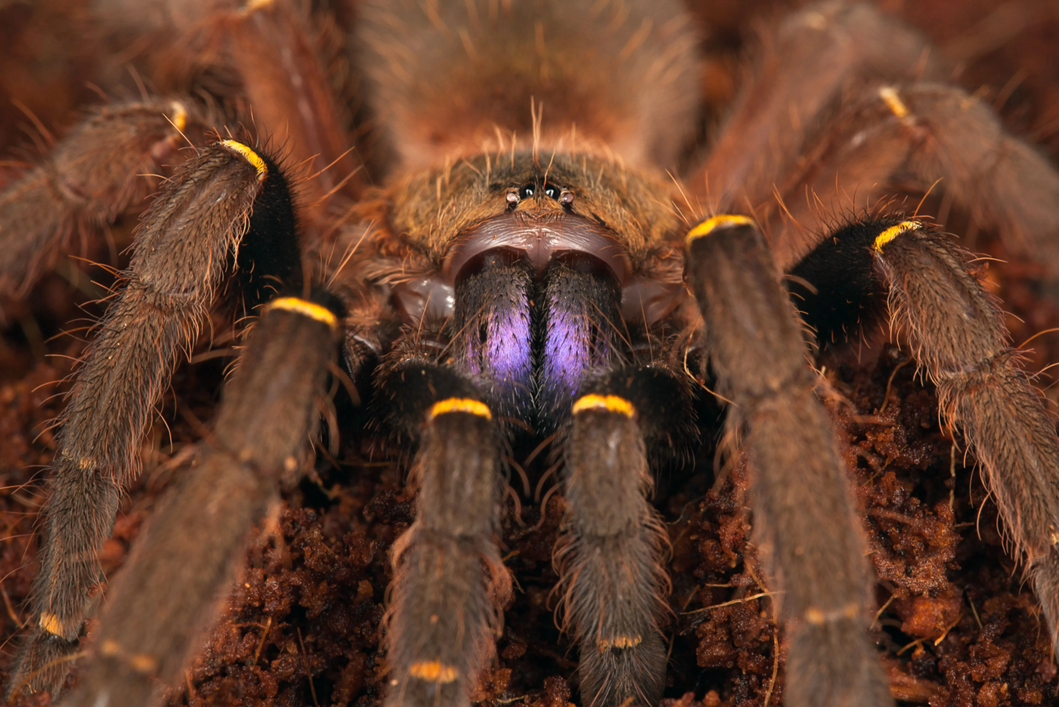/img/20410-tarantula-molting.webp