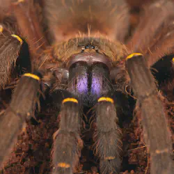 /img/20410-tarantula-molting.webp