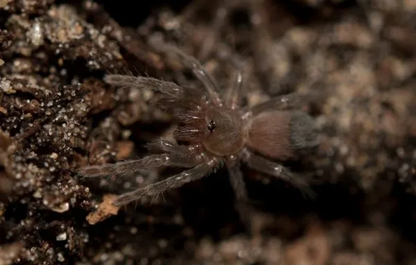 20410 tarantula spiderlings