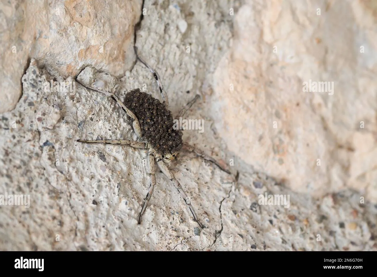 20411 spiderlings tarantula