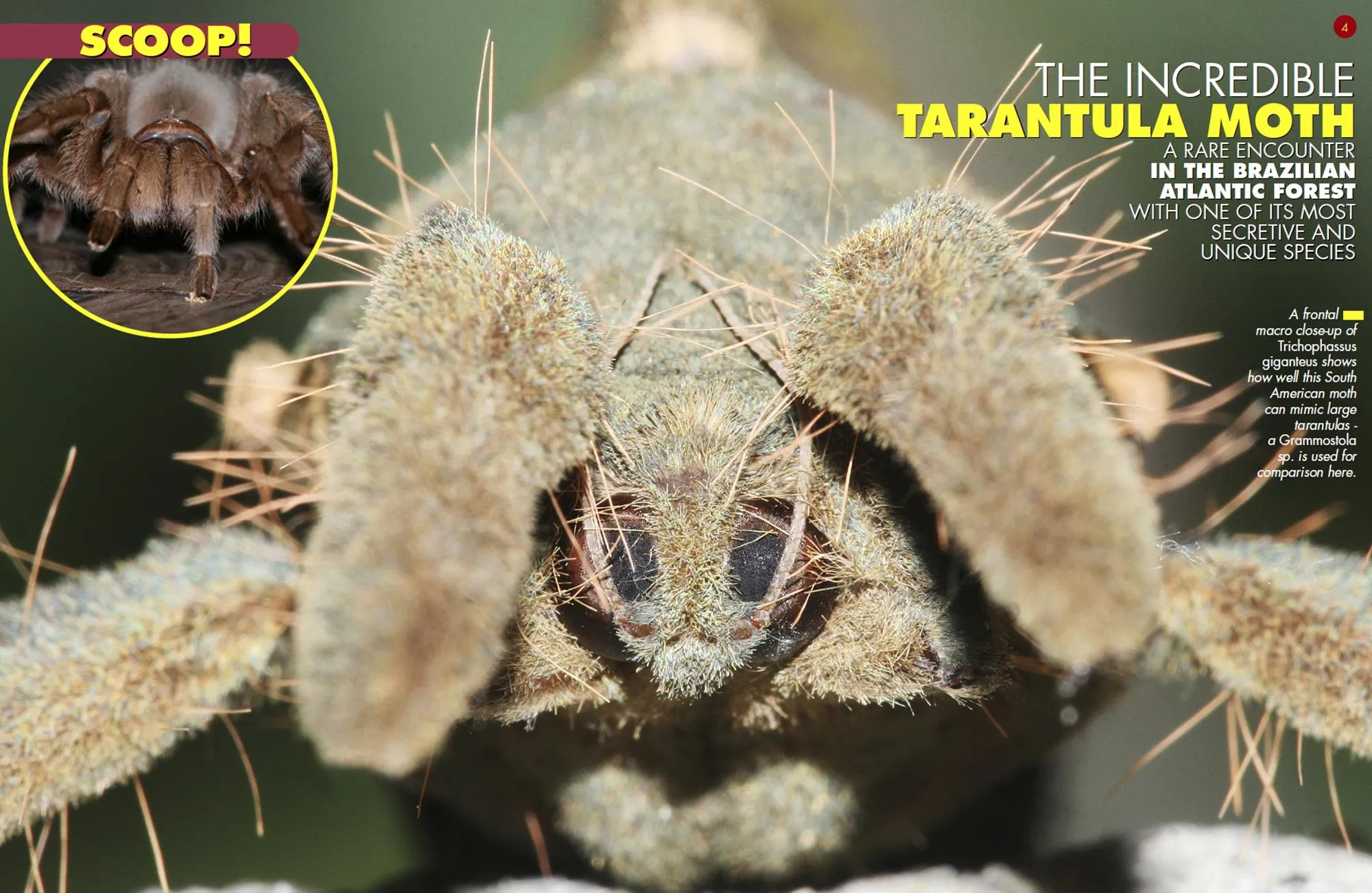 20411 tarantula feeding