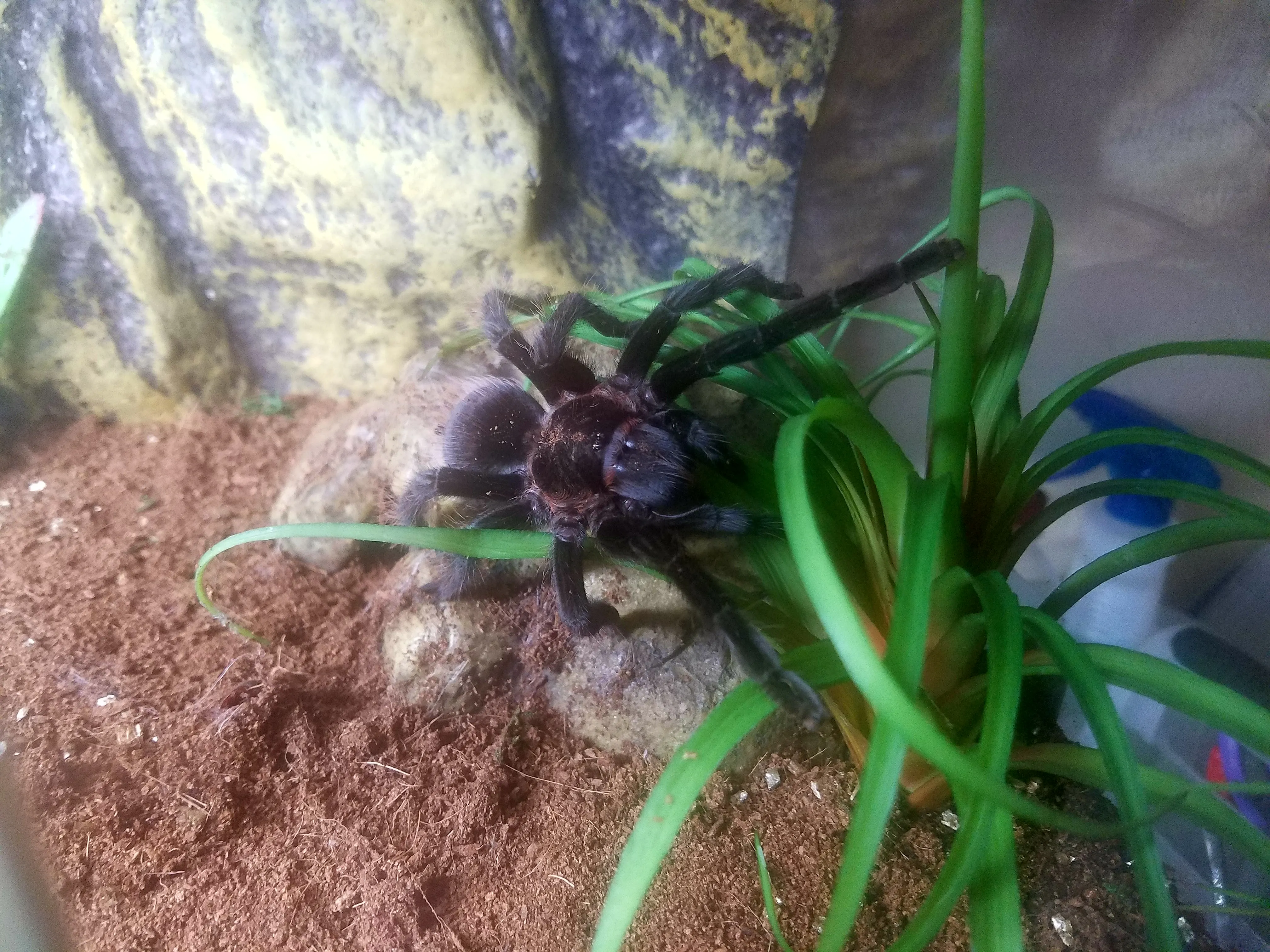 20411 tarantula habitat