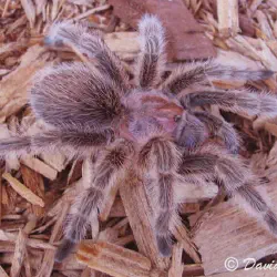 /img/20412-rose-hair-tarantula-upside-down-2.webp