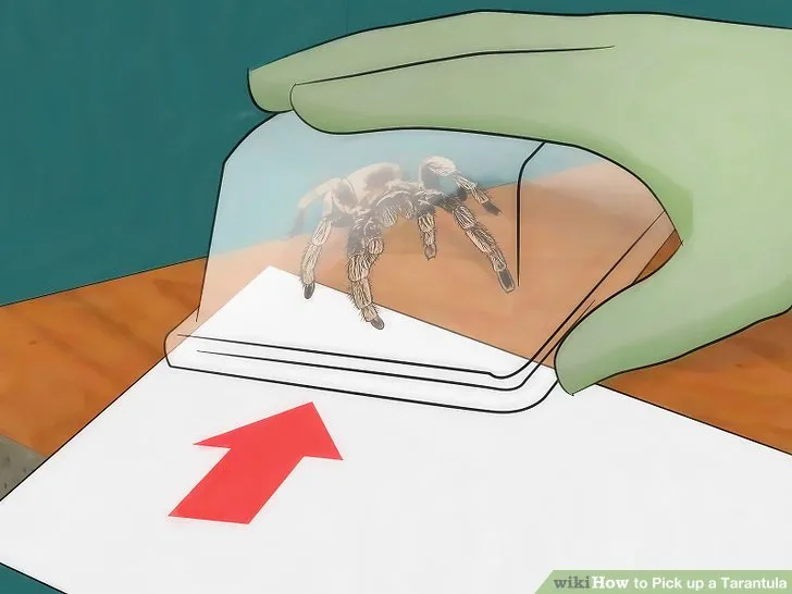 20413 handling tools