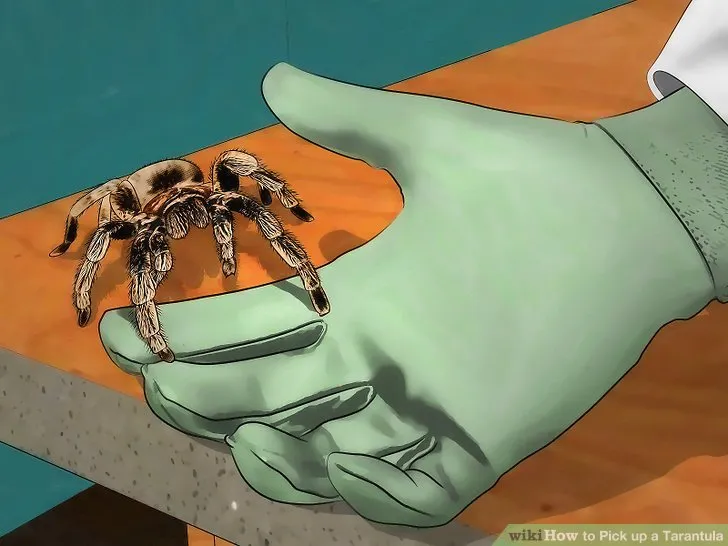 20413 tarantula behavior