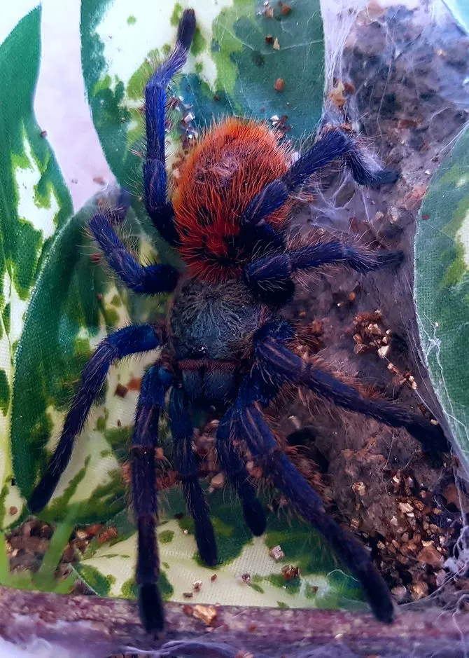 20413 tarantula stress signs