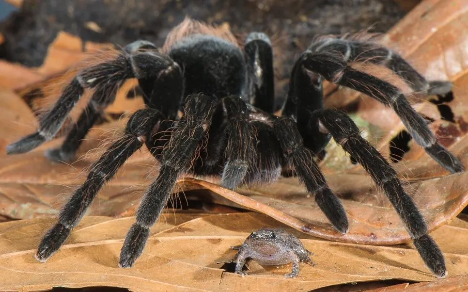 20415 tarantula habitat