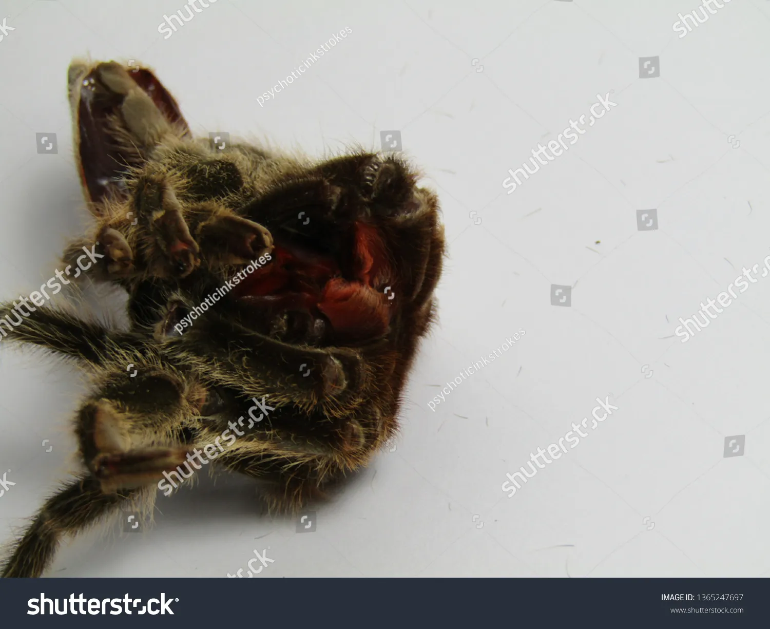 20416 healthy tarantula