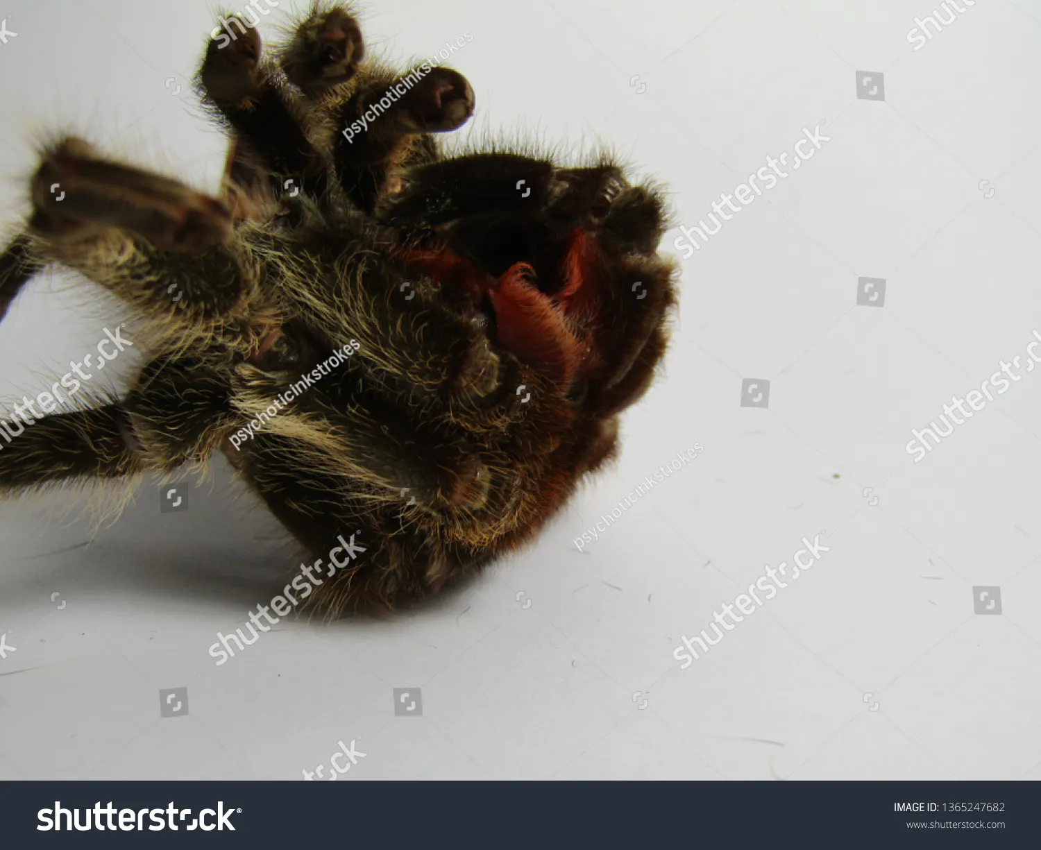 20416 tarantula feeding after shedding