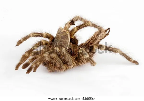 /img/20416-tarantula-hydration.webp