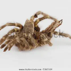 /img/20416-tarantula-hydration.webp