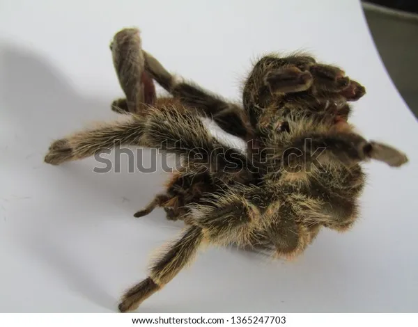 20416 tarantula molting stages