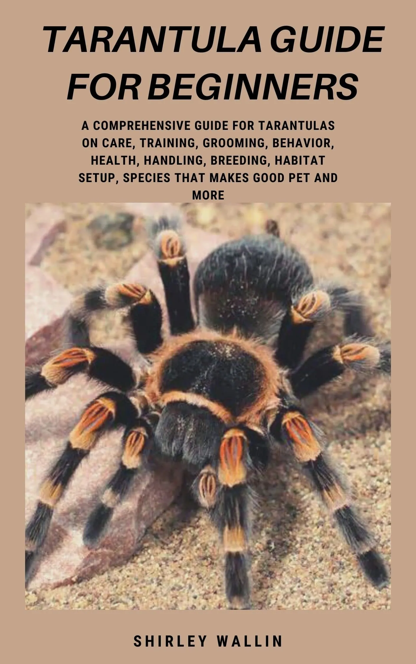 20418 chilean rose hair tarantula