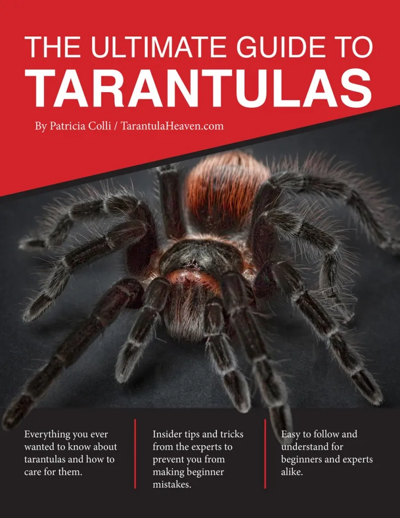 20418 mexican red knee tarantula